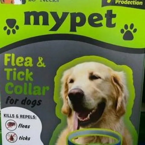 MYPET PİRE TASMASI KÖPEK