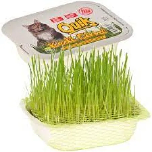 KEDİ ÇİMİ